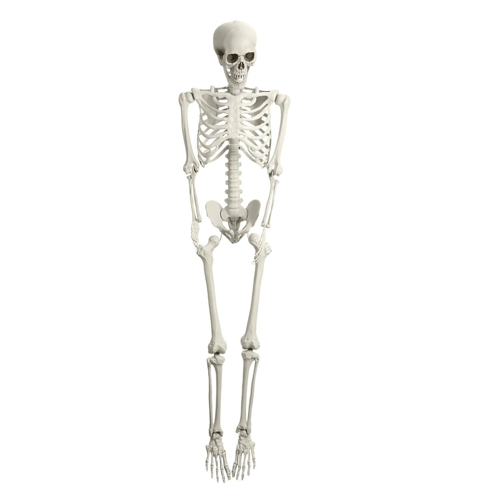 Life Size Halloween Skeleton Z73018