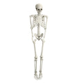 Life Size Halloween Skeleton Z73018