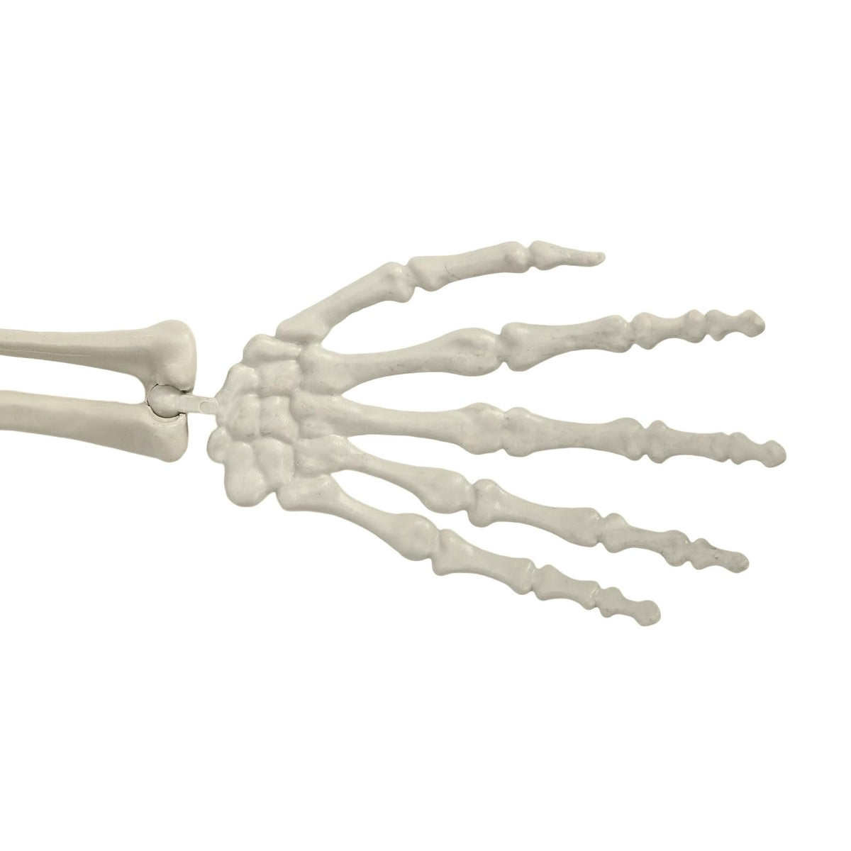Life Size Halloween Skeleton Z73018