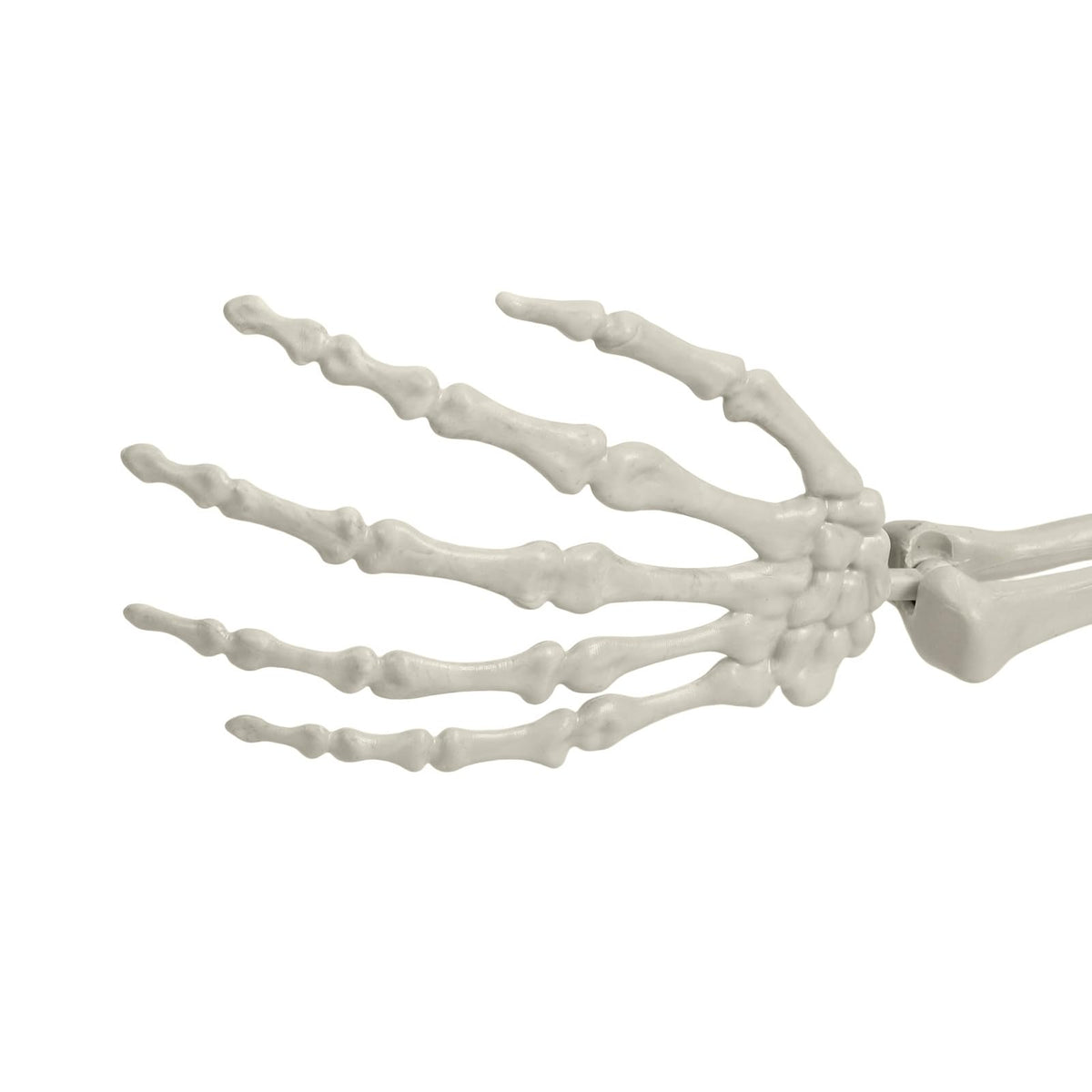 Life Size Halloween Skeleton Z73018