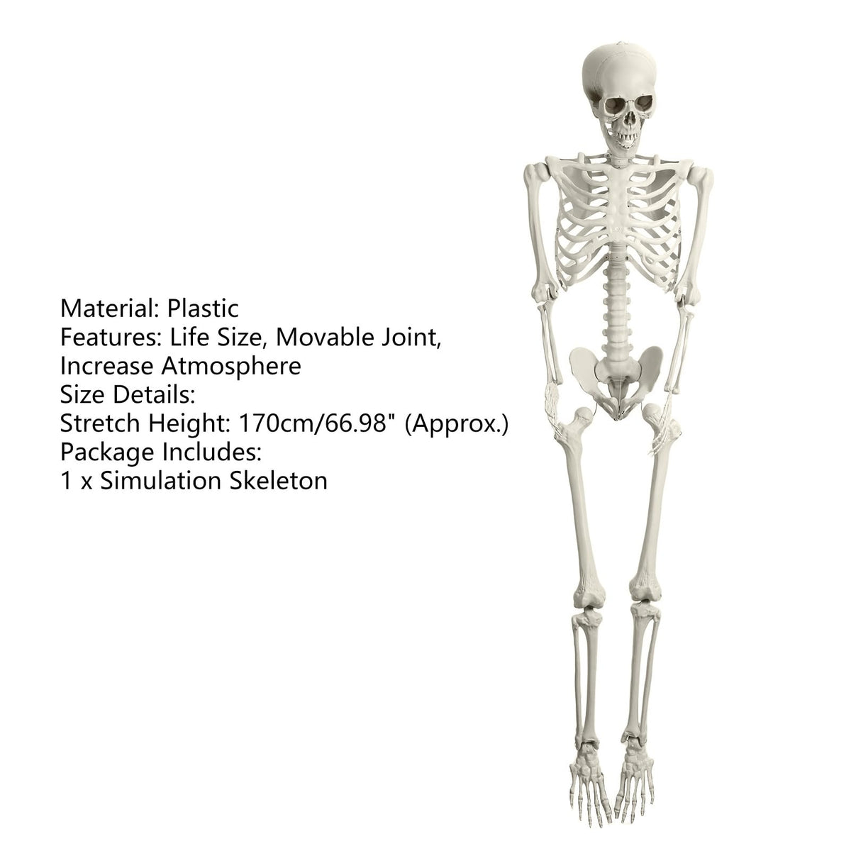 Life Size Halloween Skeleton Z73018