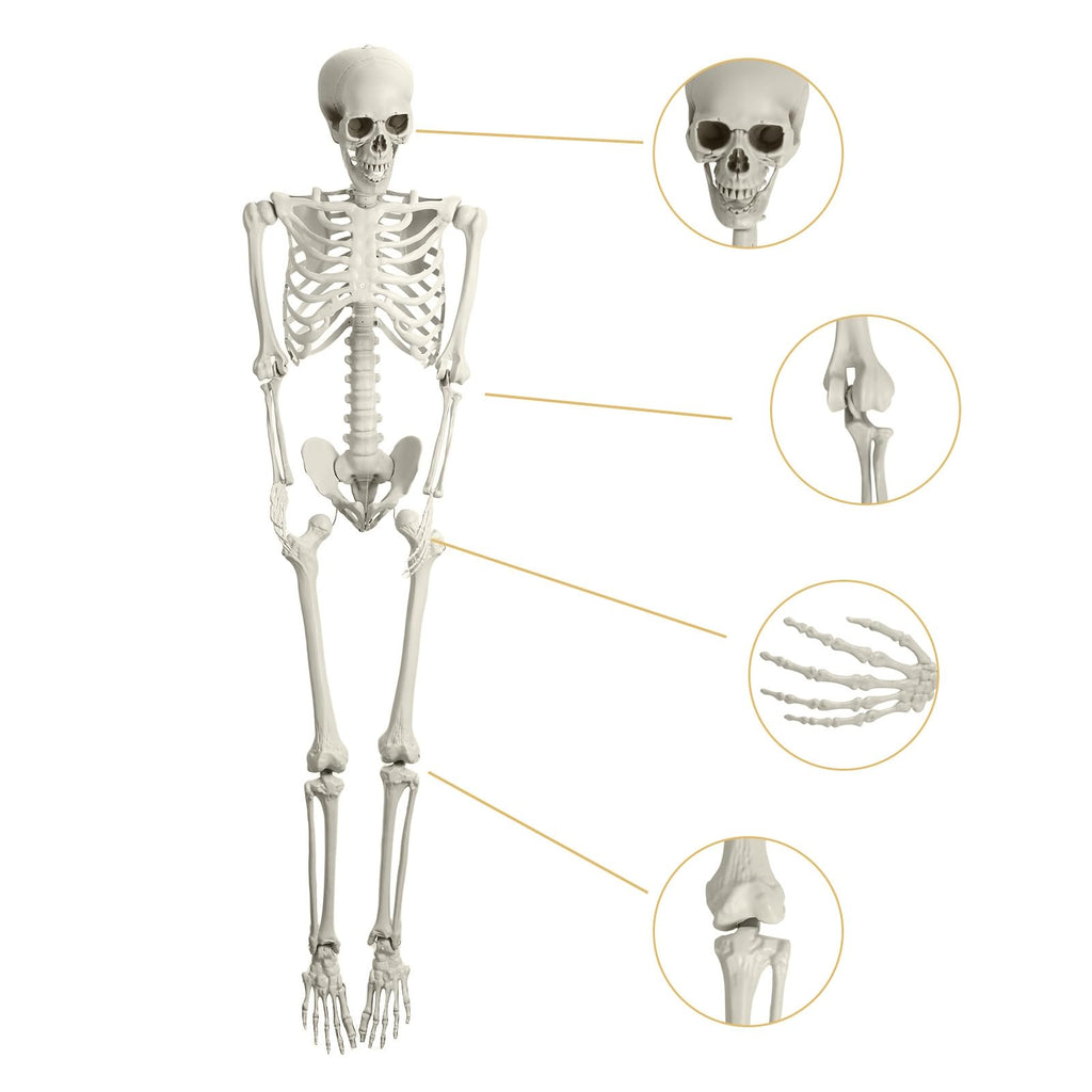 Life Size Halloween Skeleton Z73018