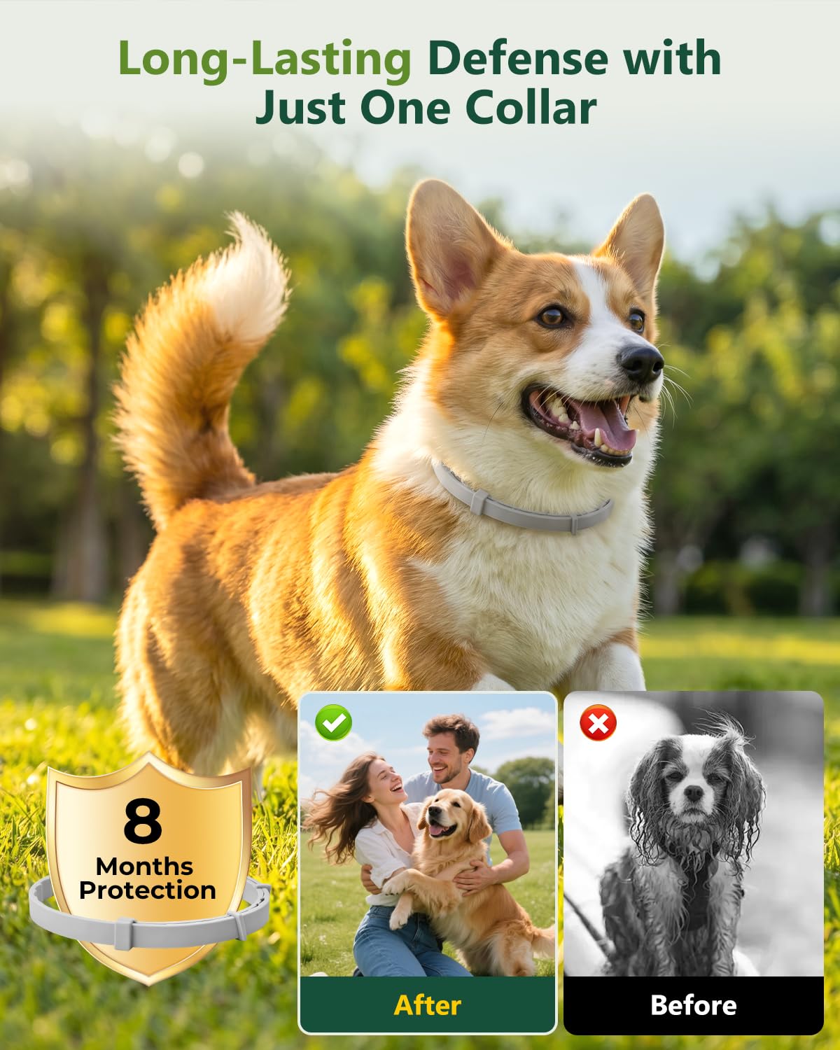 4 Pack Adjustable Waterproof Flea & Tick Dog Collar W4481