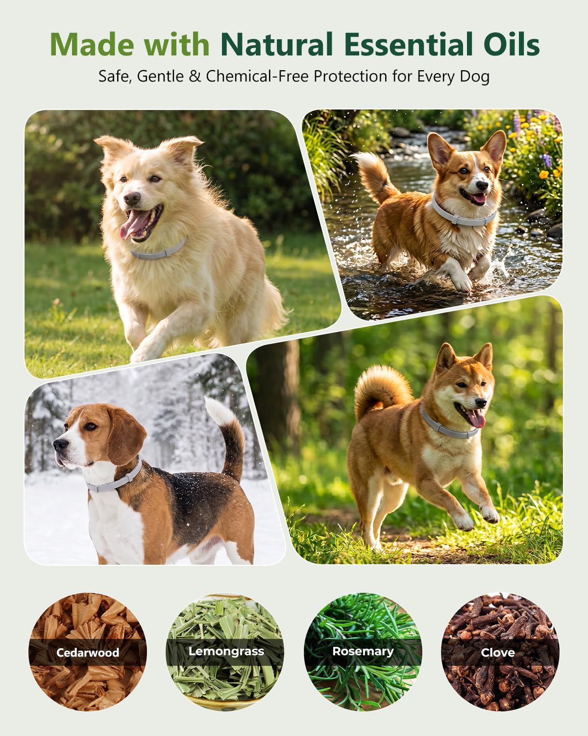 4 Pack Adjustable Waterproof Flea & Tick Dog Collar W4481