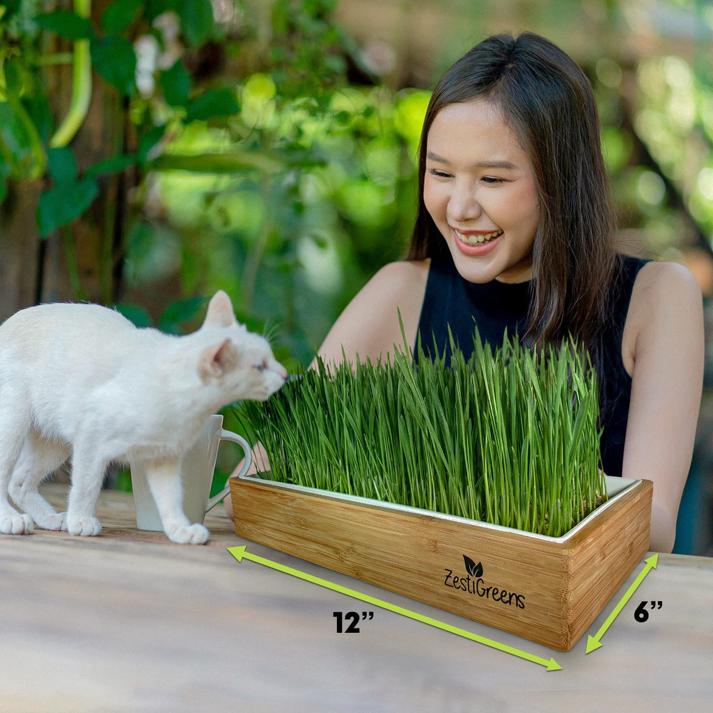Self-Watering Cat Grass Kit and Refills, 4 Mats and 4 Seed Packets X6573