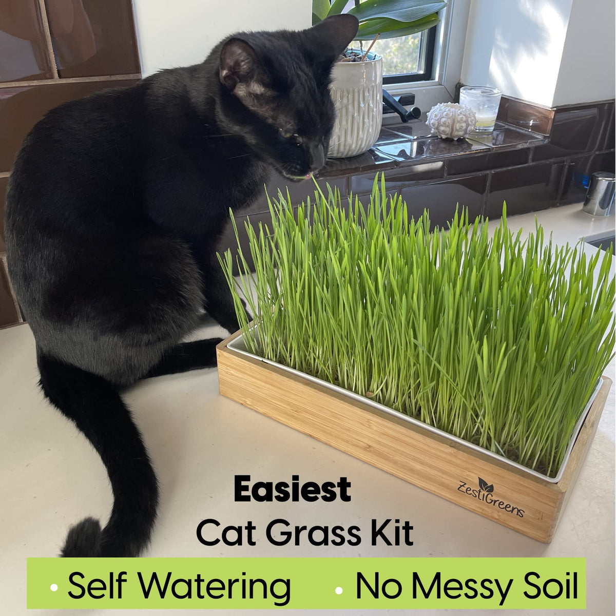 Self-Watering Cat Grass Kit and Refills, 4 Mats and 4 Seed Packets X6573