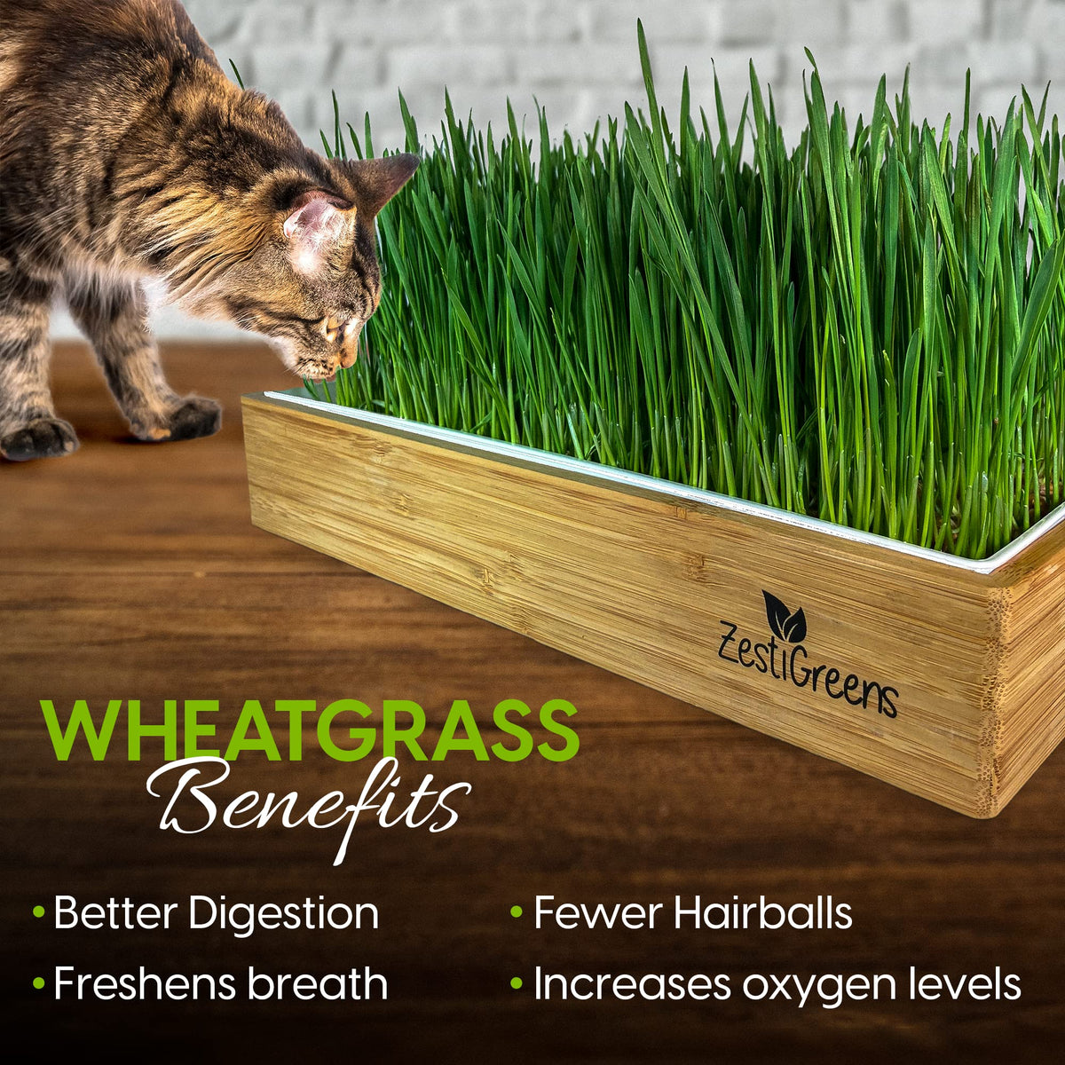 Self-Watering Cat Grass Kit and Refills, 4 Mats and 4 Seed Packets X6573