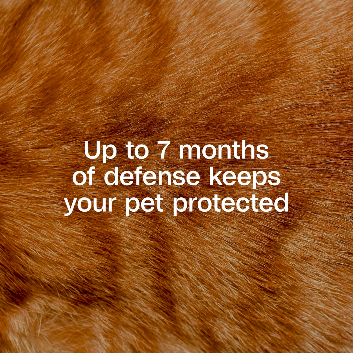Adjustable Flea & Tick Collar for Cats Q254845